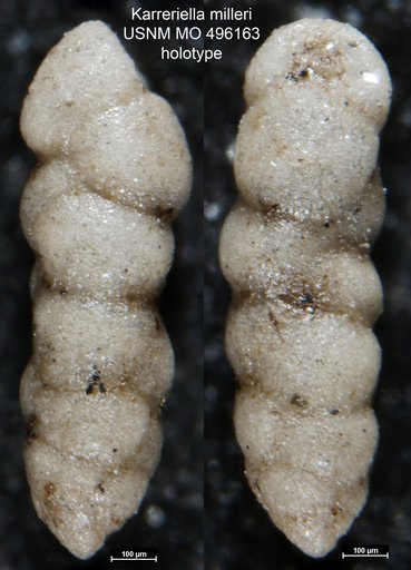 Karreriella milleri Natland, 1938