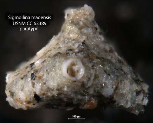 Sigmoilina maoensis Bermúdez, 1949