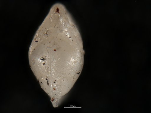 Robulus ponderosus Israelsky, 1955