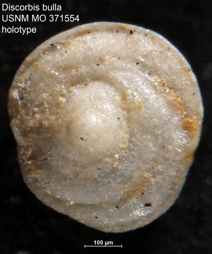 Discorbis bulla Cushman, 1933