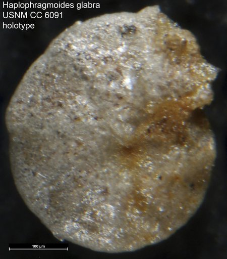 Haplophragmoides glabra Cushman & Waters, 1927