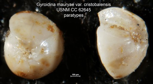 Gyroidina mauryae var. cristobalensis Bermudez, 1949