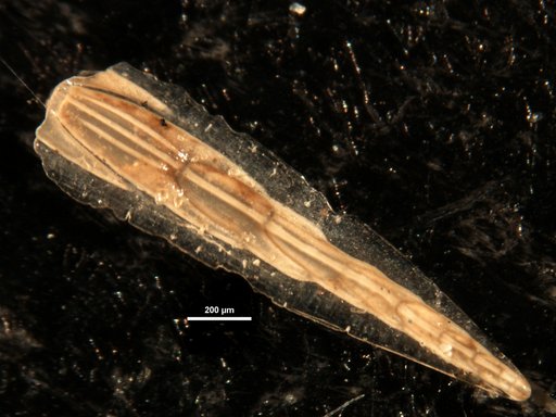 Plectofrondicularia keijzeri Bermudez, 1949