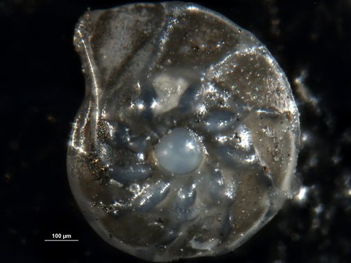 Robulus caritae Bermudez, 1949