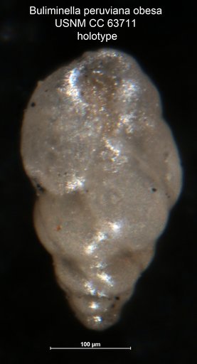 Buliminella peruviana var. obesa Cushman & Stainforth, 1951