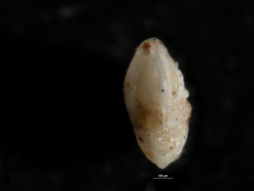 Robulus mexicanus var. nudicostus (Cushman & Hanna, 1927)
