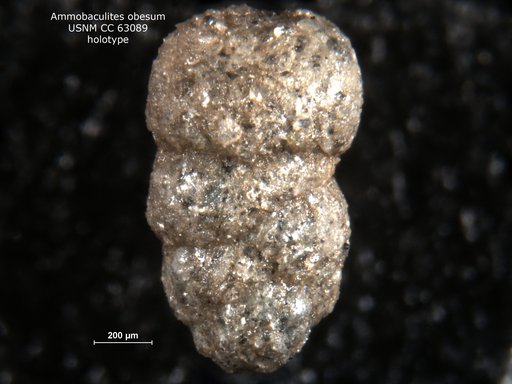 Ammobaculites obesum Bermúdez, 1949