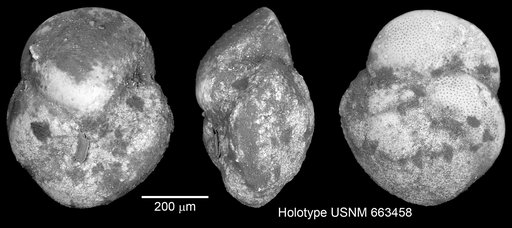 Globorotalia cibaoensis Bermúdez, 1949
