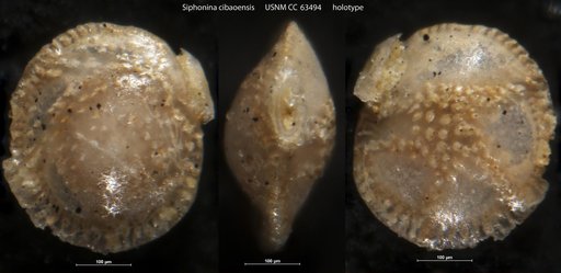 Siphonina cibaoensis Bermúdez, 1949