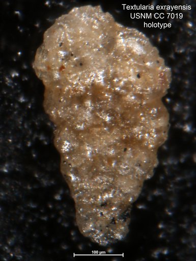Textularia exrayensis Cushman & Waters, 1927