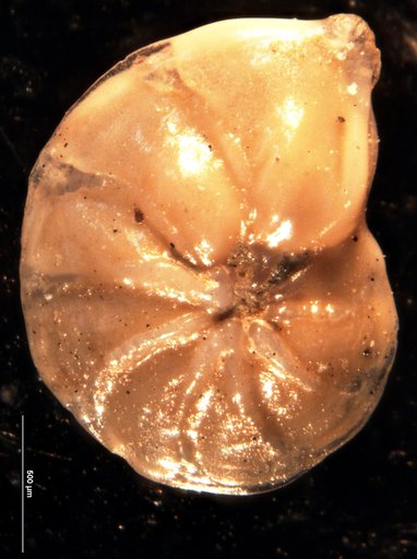 Robulus dissimilis Bermúdez, 1949