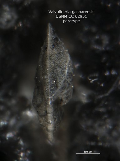 Valvulineria gasparensis Bermúdez, 1949