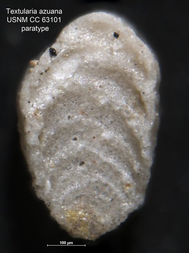 Textularia azuana Bermúdez, 1949