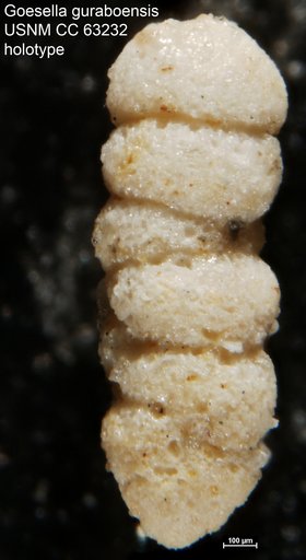 Goesella guraboensis Bermúdez, 1949