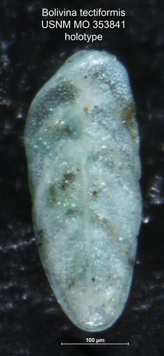 Bolivina tectiformis Cushman, 1926