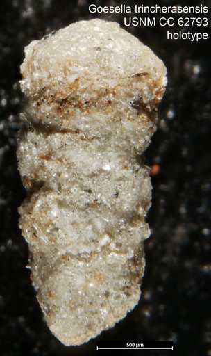 Goesella trincherasensis Bermúdez, 1949