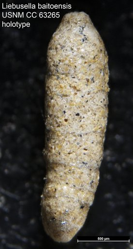 Liebusella baitoensis Bermúdez, 1949