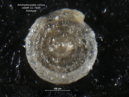 Ammodiscoides conica Cushman & Waters, 1928