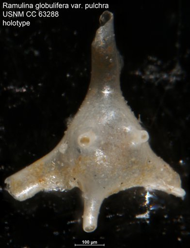 Ramulina globulifera var. pulchra Bermudez, 1949