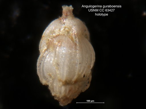 Angulogerina guraboensis Bermúdez, 1949