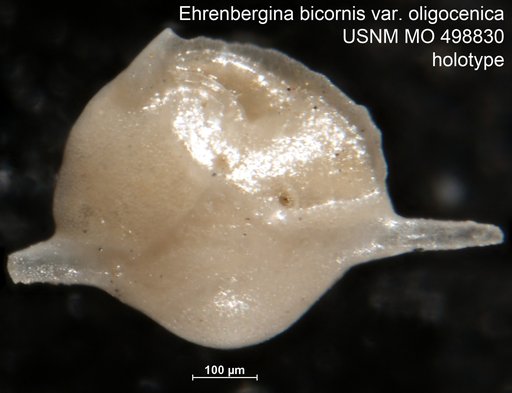 Ehrenbergina bicornis var. oligocenica Palmer & Bermudez, 1936