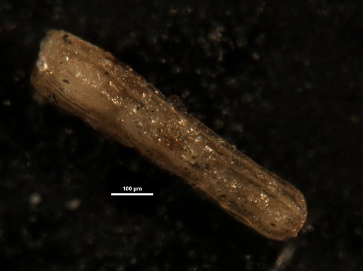 Dentalina ? amchitkaensis Todd, 1953