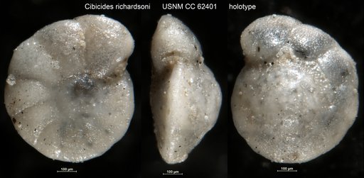 Cibicides richardsoni Bermúdez, 1949
