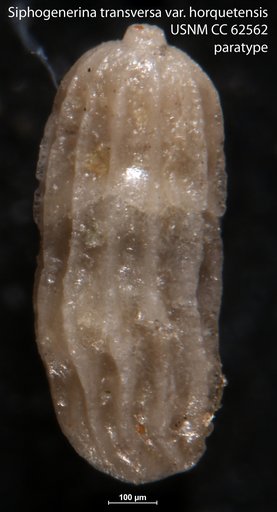 Siphogenerina transversa horquetensis Bermudez, 1949
