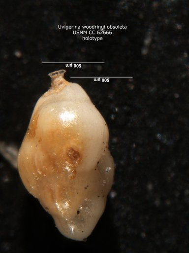 Uvigerina woodringi obsoleta Bermudez, 1949