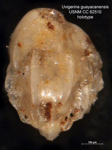 Uvigerina guayacanensis Bermúdez, 1949