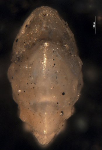 Robulus dominicanus Bermúdez, 1949