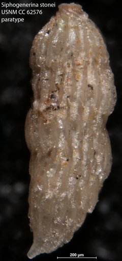 Siphogenerina stonei Bermudez, 1949