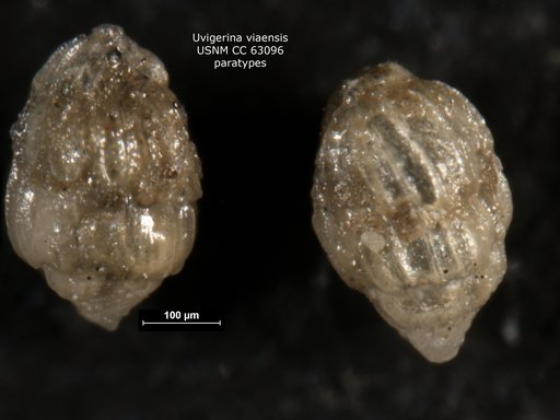 Uvigerina viaensis Bermúdez, 1949