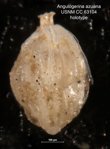 Angulogerina azuana Bermúdez, 1949