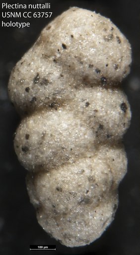 Plectina nuttalli Cushman & Stainforth, 1951