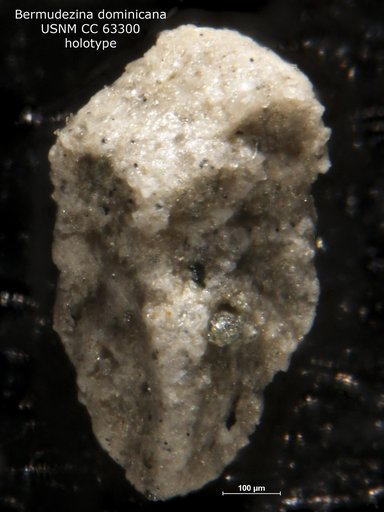 Bermudezina dominicana Bermúdez, 1949