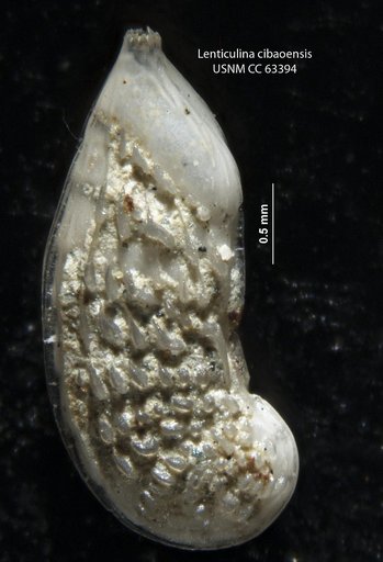 Lenticulina cibaoensis Bermúdez, 1949