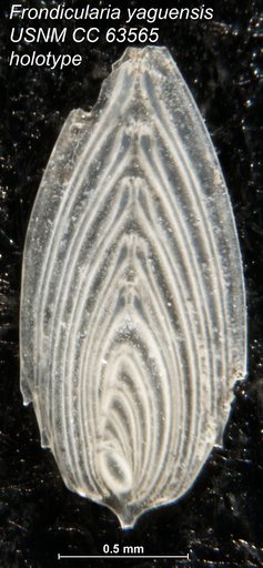 Frondicularia yaquensis Bermúdez, 1949