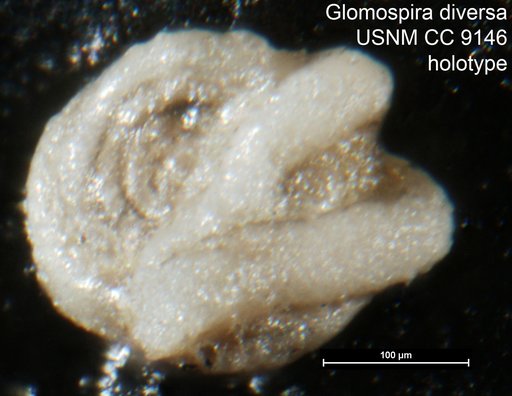 Glomospira diversa Cushman & Waters, 1930