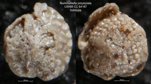 Nummulitella polystylata Dorreen, 1948