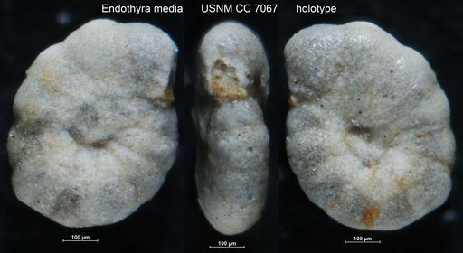 Endothyra media Waters, 1928