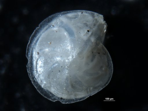 Robulus guazumalensis Bermudez, 1949