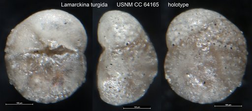 Lamarckina turgida Dorreen, 1948