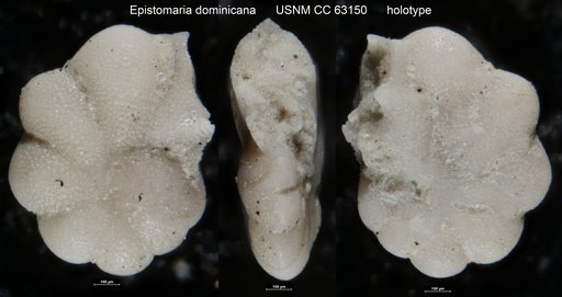 Epistomaria dominicana Bermudez, 1949