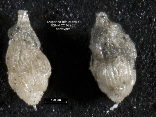 Uvigerina banicaensis Bermúdez, 1949