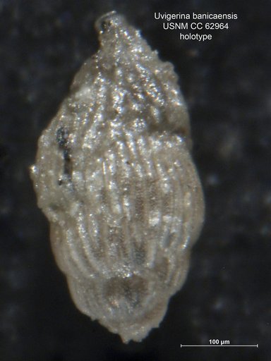 Uvigerina banicaensis Bermúdez, 1949
