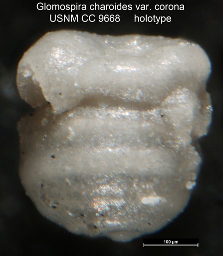 Glomospira charoides var. corona Cushman & Jarvis, 1928