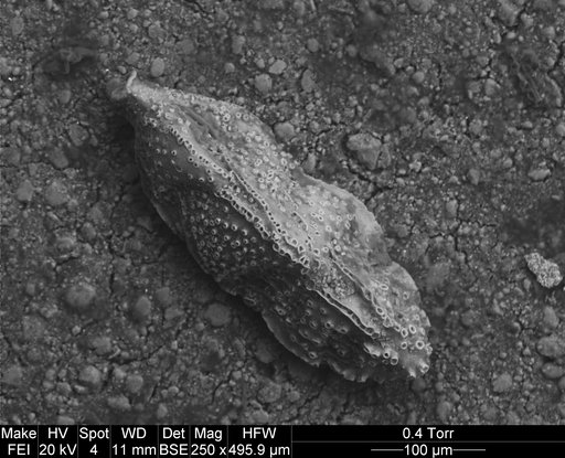Trifarina bradyi var. advena Cushman, 1926