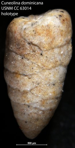 Cuneolina dominicana Bermúdez, 1949