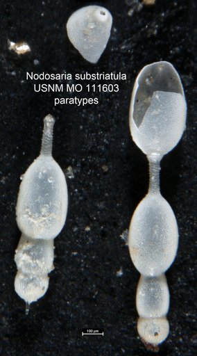 Nodosaria substriatula Cushman, 1917